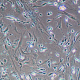primary cells