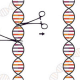 CRISPR DNA Scissors